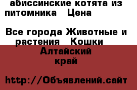 абиссинские котята из питомника › Цена ­ 15 000 - Все города Животные и растения » Кошки   . Алтайский край